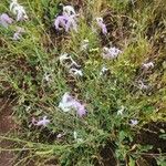 Farsetia undulicarpa Blomst