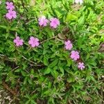 Saponaria ocymoidesЛист