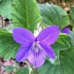 Viola × melissifolia Leaf