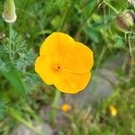 Eschscholzia caespitosa Virág