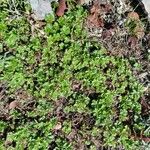 Potentilla verna Habitus