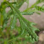 Senecio squalidus Fuelha