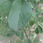 Malus pumila 叶