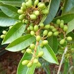 Tapirira guianensis Fruit