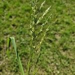 Glyceria fluitans Leaf