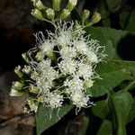 Ageratina herbacea 花