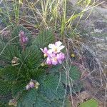 Ramonda myconi Flower