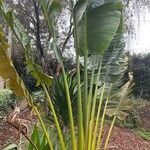 Ravenala madagascariensis 葉