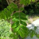 Sorbus aucupariaBlad