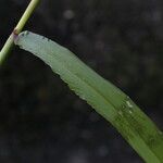 Digitaria ciliaris Blatt