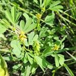 Crotalaria pycnostachya 叶