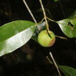 Calophyllum brasiliense Vrucht