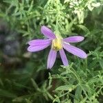 Galatella sedifolia Blomst