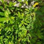Lonicera caerulea Leaf