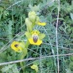 Ophrys lutea Blodyn