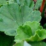 Pelargonium zonale Blad