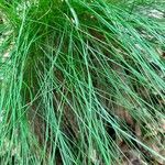 Festuca heterophylla Hoja