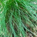 Festuca heterophylla برگ