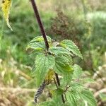 Urtica membranaceaFeuille