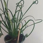 Albuca spiralis Folha