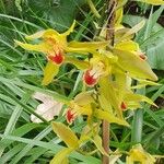 Cymbidium lowianum Květ