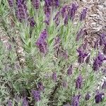 Lavandula stoechas Habitus