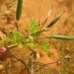 Senna obtusifolia Плод