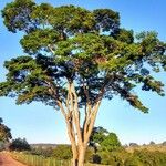 Caesalpinia pluviosa Habit