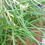 Bulbine frutescens Leaf