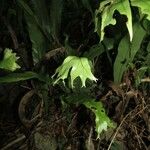Microsorum punctatum Habitus