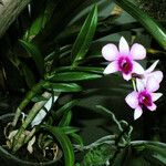 Dendrobium bigibbum Листок