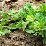 Lepidium didymum 葉