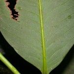 Garcinia intermedia Leaf