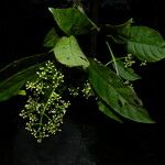 Chrysochlamys glauca Hoja