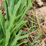 Erigeron schimperi Leaf