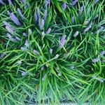 Liriope muscari Habit
