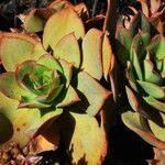 Aeonium nobile 形態