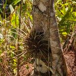 Tillandsia utriculata Лист