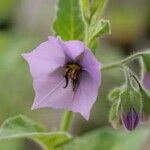 Solanum umbelliferum Květ