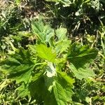 Chenopodium album Blatt