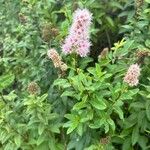 Spiraea salicifolia Habit