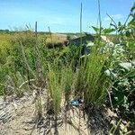 Equisetum giganteum Агульны выгляд