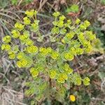 Euphorbia segetalis Flower