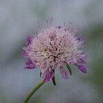 Sixalix atropurpurea Flor