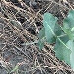 Asclepias amplexicaulis Leaf