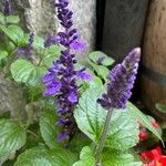 Salvia farinacea Квітка