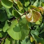 Cercis griffithii Leaf