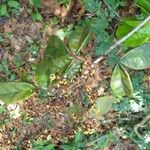 Dialium bipindense Blatt