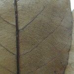 Pradosia surinamensis