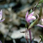 Triphora trianthophoros Flower